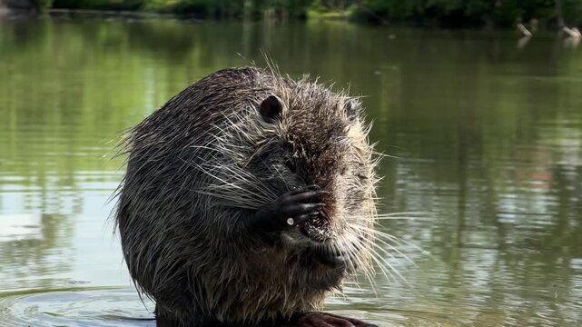 Close-up photo of a nutria standing in a calm lake with green nature around. Detailed wet fur and whiskers captured in bright daylight, perfect for wildlife and nature themes.