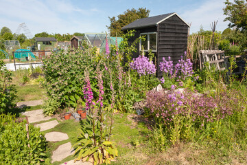 A thriving and productive garden in the Rectory Allotments, Alverstoke, Gosport, Hampshire, UK © Will Perrett