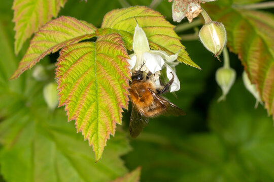 a Tree Bumblebee (Bombus hypnorum) visiting a loganberry flower