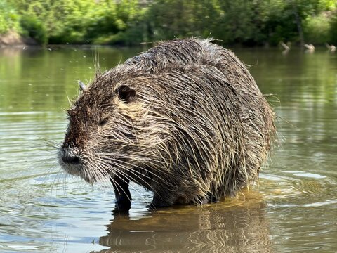 Close-up photo of a nutria standing in a calm lake with green nature around. Detailed wet fur and whiskers captured in bright daylight, perfect for wildlife and nature themes.