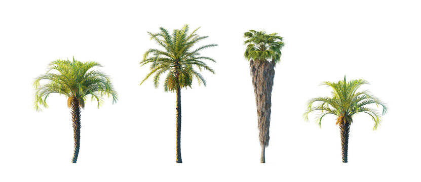 Washingtonia filifera, butia capitata, phoenix dactylifera (california fan palm, jelly palm, date palm) isolated PNG on a transparent background premium nature cutout