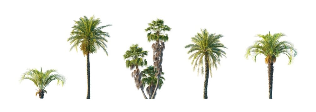 Washingtonia filifera, butia capitata, phoenix dactylifera (california fan palm, jelly palm, date palm) isolated PNG on a transparent background premium nature cutout