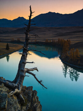 Autumn in Altai Republic: Golden Larch Forests and Alpine Streams
