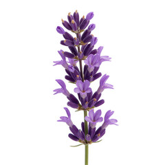 Obraz premium Purple lavender flower stalk isolated on a white background, for herbal work
