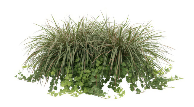 Potted ornamental grass plant with trailing ivy leaves isolated on a plain white background