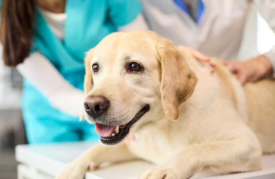 Veterinarian exam of labrador dog in clinic. The pet rests calmly as a nurse offers gentle care during checkup. Clear concept of veterinary pet care.