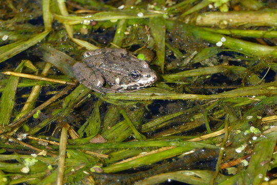 Portrait of a frog
