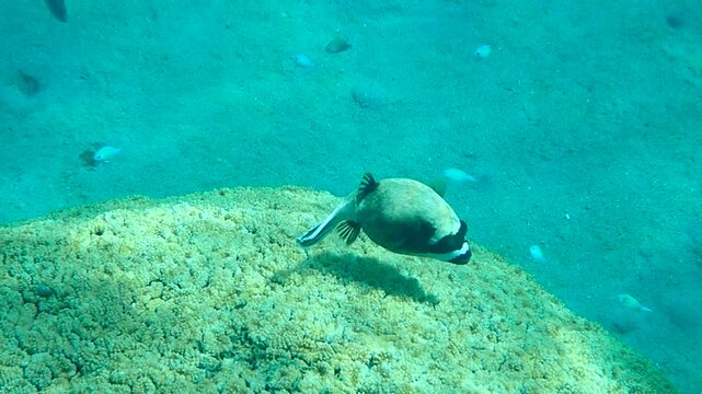 Masked puffer fish, scientific name is Arothron diadematus, belongs to the family Tetraodontidae, it inhabits coral reefs  of the Red Sea, Middle East. It is very poisonous fish