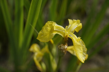 Gelbe Lilien in Nahaufnahme © darknightsky