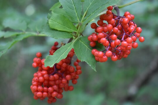 Fruits rouges de Sureau de montagne, Red-Berried elder (Sambucus racemosa)	m&ucirc;rissant sur une branche.