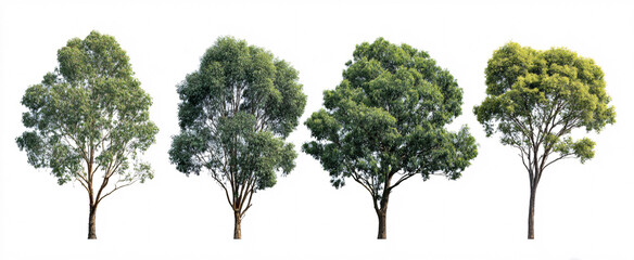 Fototapeta premium Eucalyptus globulus branches glow in bright light against a pristine white backdrop.
