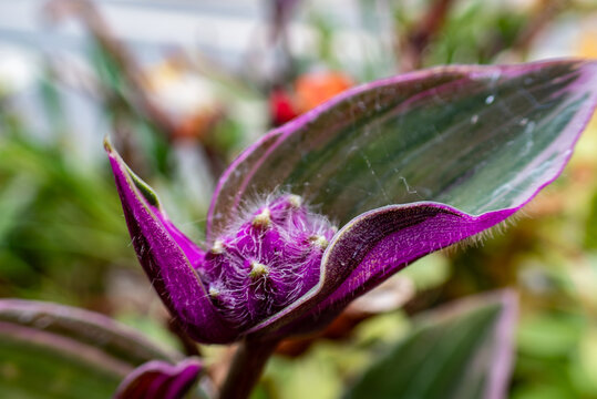  a Tradescantia zebrina, commonly known as the Zebra Plant or Wandering Jew. 