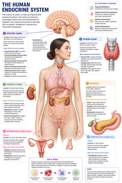 3D Human Endocrine System Anatomy Infographic with Glands and Hormones