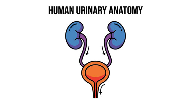 A detailed and simplified anatomical diagram showcases the human urinary system, including the kidneys, ureters, bladder, and urethra depicted with bold lines, flat colors, and a clean, educ