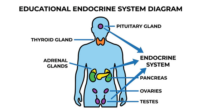 Detailed educational diagram of the human endocrine system, showcasing the pituitary gland, thyroid gland, adrenal glands, pancreas, ovaries, and testes with anatomical and scientific labels
