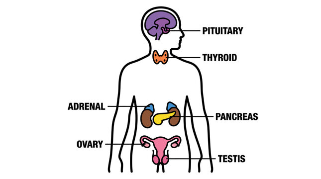 Simplified schematic medical diagram of a human body highlighting the endocrine system, showcasing pituitary, thyroid, adrenal, pancreas, ovary and testicles within the illustrated silhouett