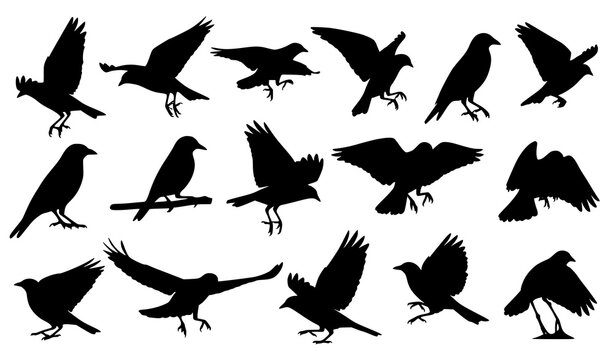 Collection of black silhouette birds in various flying and perching poses vector illustration