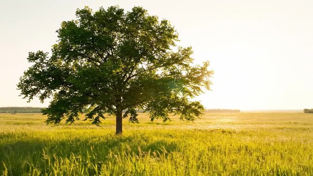 Solitary green ash tree standing in open golden meadow at sunset, broad summer crown above windswept grassland, peaceful rural landscape with warm horizon glow and spacious copy area for nature use