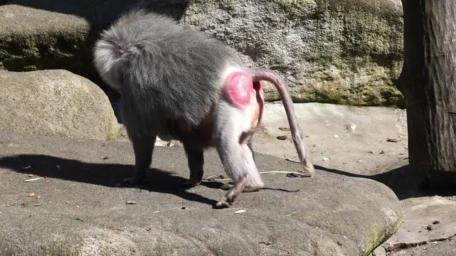 Hamadryas baboon, papio hamadryas, sitting together and grooming each other. Papio hamadryas is a species of baboon