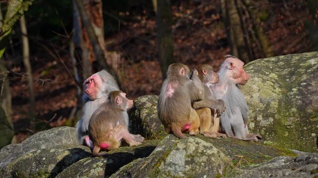 Hamadryas baboon, papio hamadryas, sitting together and grooming each other. Papio hamadryas is a species of baboon