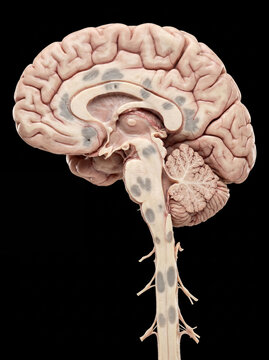 Detailed sagittal view of a human brain, brainstem, and upper spinal cord anatomy, revealing intricate neural structures and internal grey and white matter on a black background.
