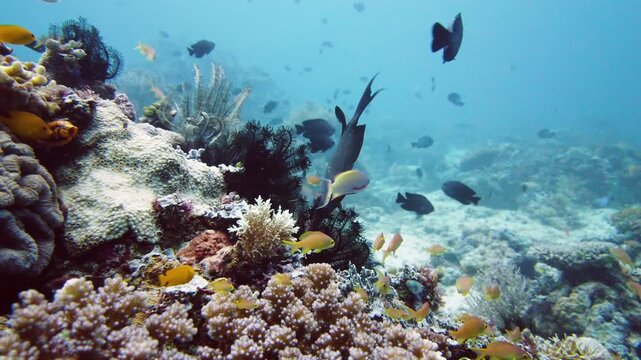 Tropical Fishes on Coral Reef, underwater scene. Leyte, Philippines.