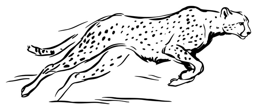 Cheetah running at high speed in wild savanna minimalist sketch style