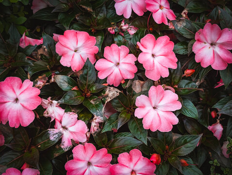 A lush, top-down close-up shot of vibrant pink and white bicolor New Guinea Impatiens flowers blooming amidst dark green foliage.
