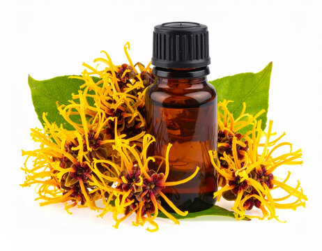 Amber glass dropper bottle with Hamamelis Virginiana. Natural organic essence serum for skincare. Herbal beauty product mock-up with yellow flowers on beige background. Professional cosmetic display.