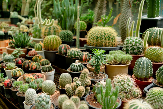 Green cactus greenhouse collection with focus on Madagascar palm succulent, Tropical botanical nursery plant pattern