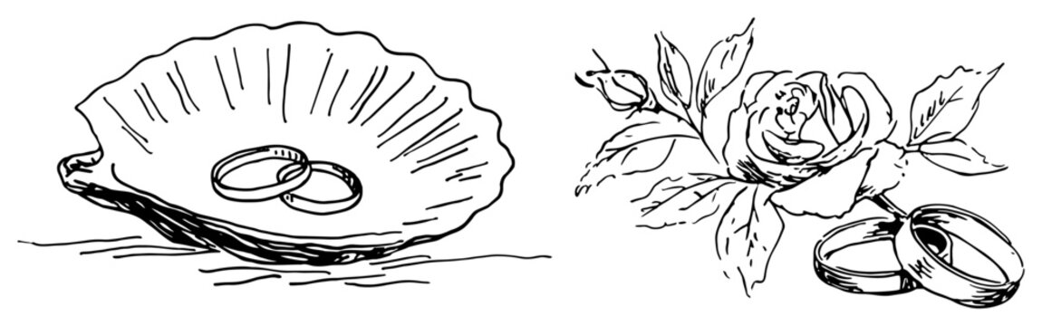 Wedding rings inside sea shell and gold bands next to rose flower in sketchy line art style