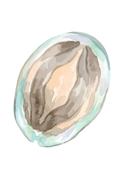 Item-style watercolor abalone illustration, elegant minimalist fresh awabi shellfish with iridescent mother of pearl shell textures for traditional gourmet seafood branding ／ 水彩風の鮑のイラスト