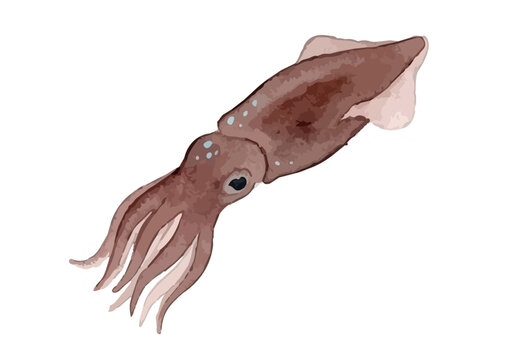 Item-style watercolor firefly squid illustration, elegant minimalist glowing blue hotaru ika for traditional Japanese gourmet seafood branding ／ 水彩風のホタルイカのイラスト