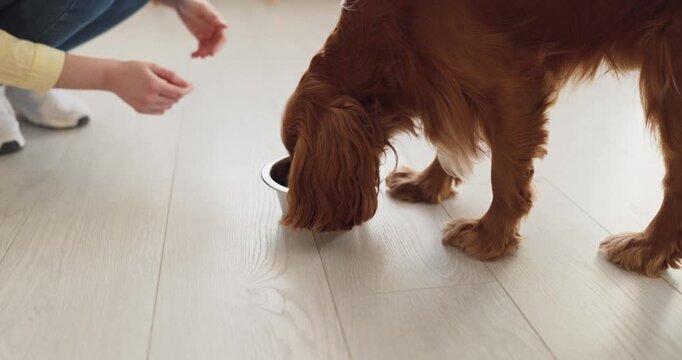 Dog cocker spaniel with woman owner feeding. The pet eats food from a steel bowl on a light wooden floor at home as the caretaker kneels nearby. Caring routine of responsible pet ownership.