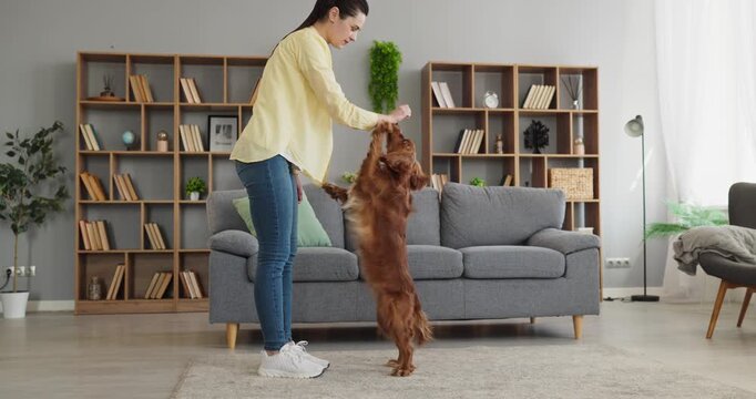 Woman dog training at home, paw command. Owner rewards pet as the dog stands, indoors reinforcing obedience and playful interaction with trick practice. Clear concept of obedience and bonding.