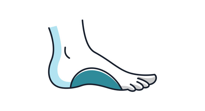 Human Foot Arch Anatomy Illustration Flat Feet Support