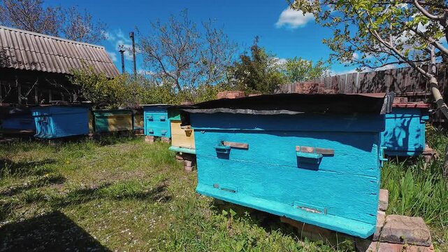 Wide cinematic footage of traditional blue wooden beehives in a sunny rural apiary surrounded by green grass and trees under a bright blue sky. Authentic countryside beekeeping atmosphere.
