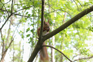 Fototapeta premium Red squirrel sitting on a tree branch in a lush green forest, holding food in its paws. Red squirrel eating a nut on tree branch in forest. Wildlife scene with natural woodland background and soft spr