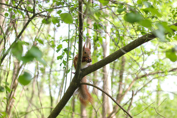 Fototapeta premium Red squirrel sitting on a tree branch in a lush green forest, holding food in its paws. Red squirrel eating a nut on tree branch in forest. Wildlife scene with natural woodland background and soft spr