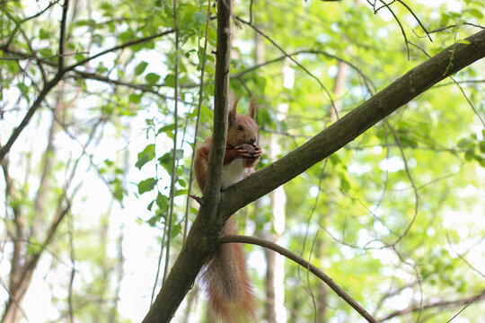 Red squirrel sitting on a tree branch in a lush green forest, holding food in its paws. Red squirrel eating a nut on tree branch in forest. Wildlife scene with natural woodland background and soft spr
