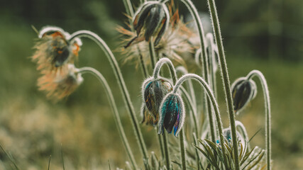 Beautiful spring flowers blooming in a peaceful natural landscape, illuminated by soft golden sunlight. Vibrant colors, delicate petals, and fresh greenery create a calm and atmospheric outdoor scene  © nicolae