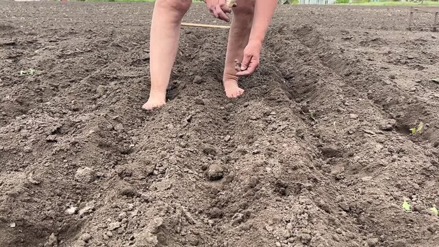 Horizontal video: a woman walks into frame holding a seed packet in one hand and sowing seeds in a straight row in a vegetable garden with the other hand.