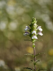 Fototapeta premium Wildflowers (Bartsia trixago) in a meadow with blurred background
