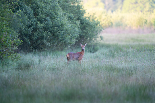 Aufmerksames Reh (Ricke) steht im morgendlichen Dunst auf einer gr&uuml;nen Wiese