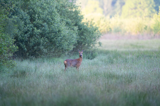 Aufmerksames Reh (Ricke) steht im morgendlichen Dunst auf einer gr&uuml;nen Wiese