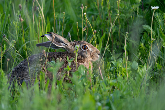 Wachsamer Feldhase (Lepus europaeus) sitzt im hohen Gras einer gr&uuml;nen Fr&uuml;hlingswiese