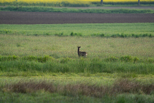 Sichernder Rehbock auf einer Wiese vor landwirtschaftlichen Feldern und bl&uuml;hendem Rapsfeld