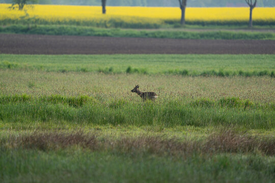 Rehbock im Profil auf einer Wiese vor landwirtschaftlichen Feldern und bl&uuml;hendem Rapsfeld