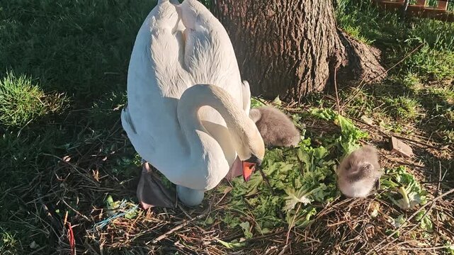 A female mute swan arranging its nest with green leaves next to two fluffy gray cygnets and eggs by a tree in Maribor, Slovenia.