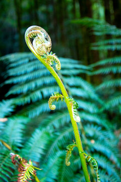 Fiddlehead Unfurling Frond of a Fern - Tasmania